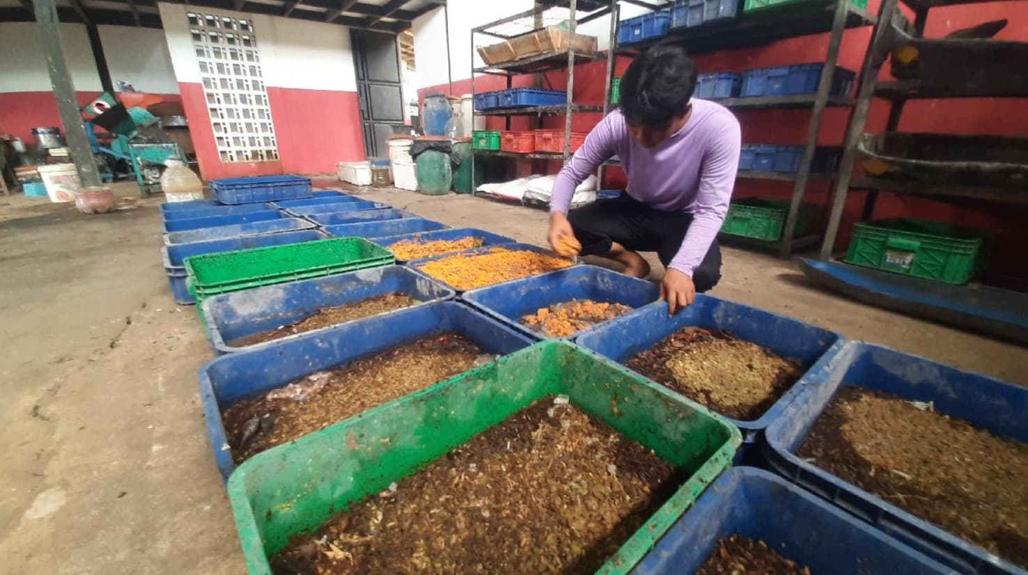 Black Soldier Fly (BSF) Farming Initiative